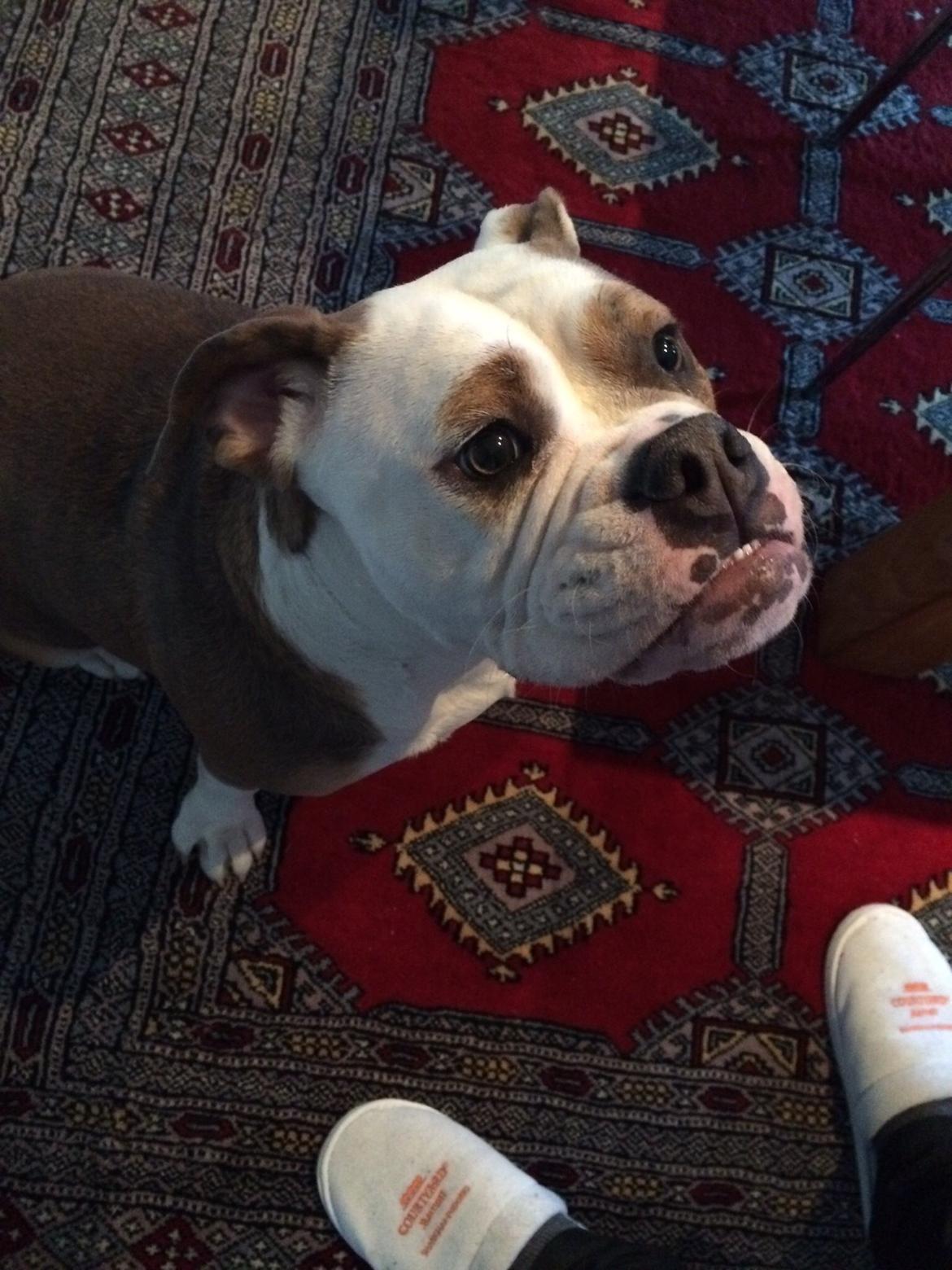 Olde english bulldogge Fiona, født: Alcapones Bella billede 3