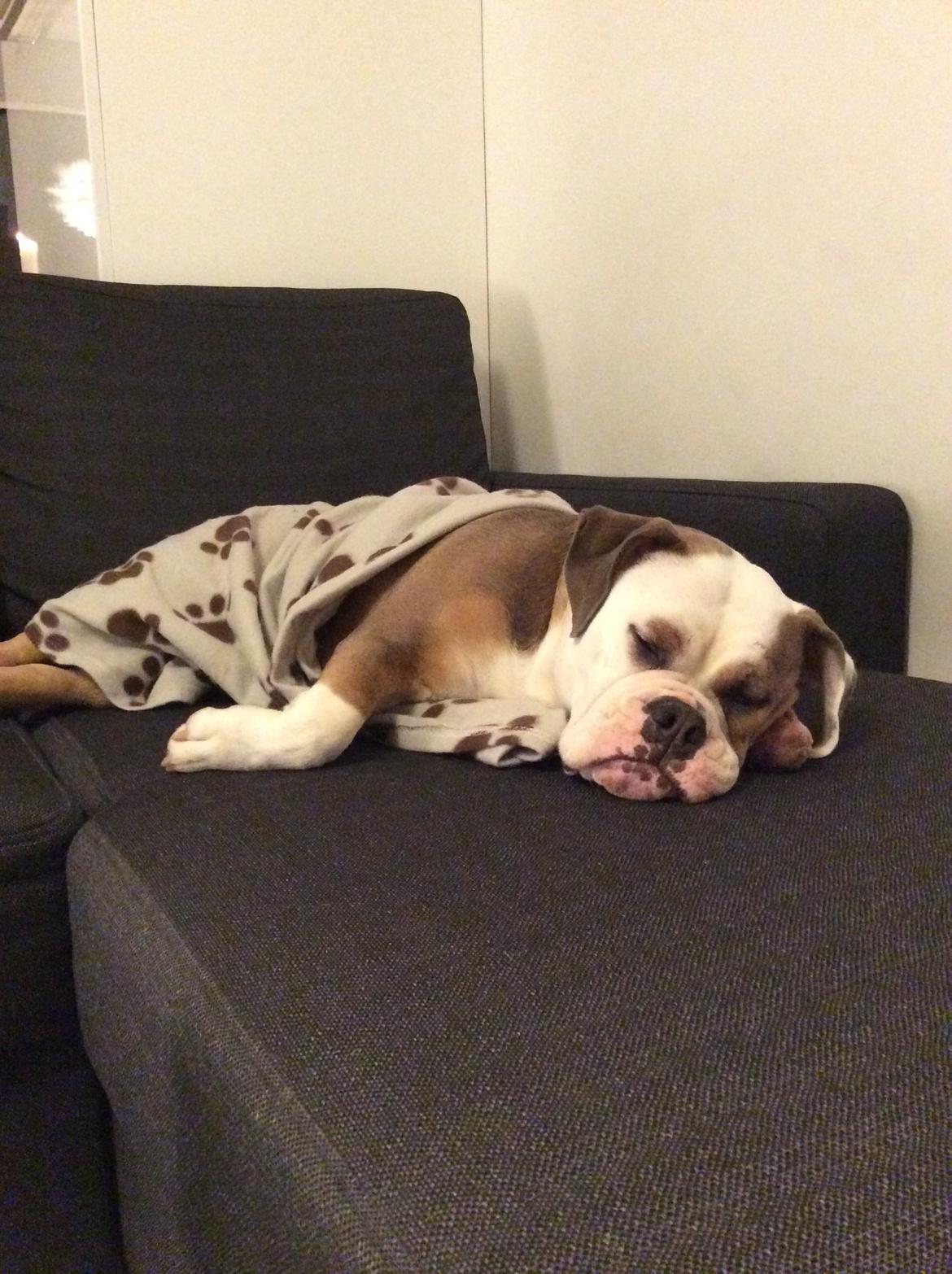 Olde english bulldogge Fiona, født: Alcapones Bella billede 4