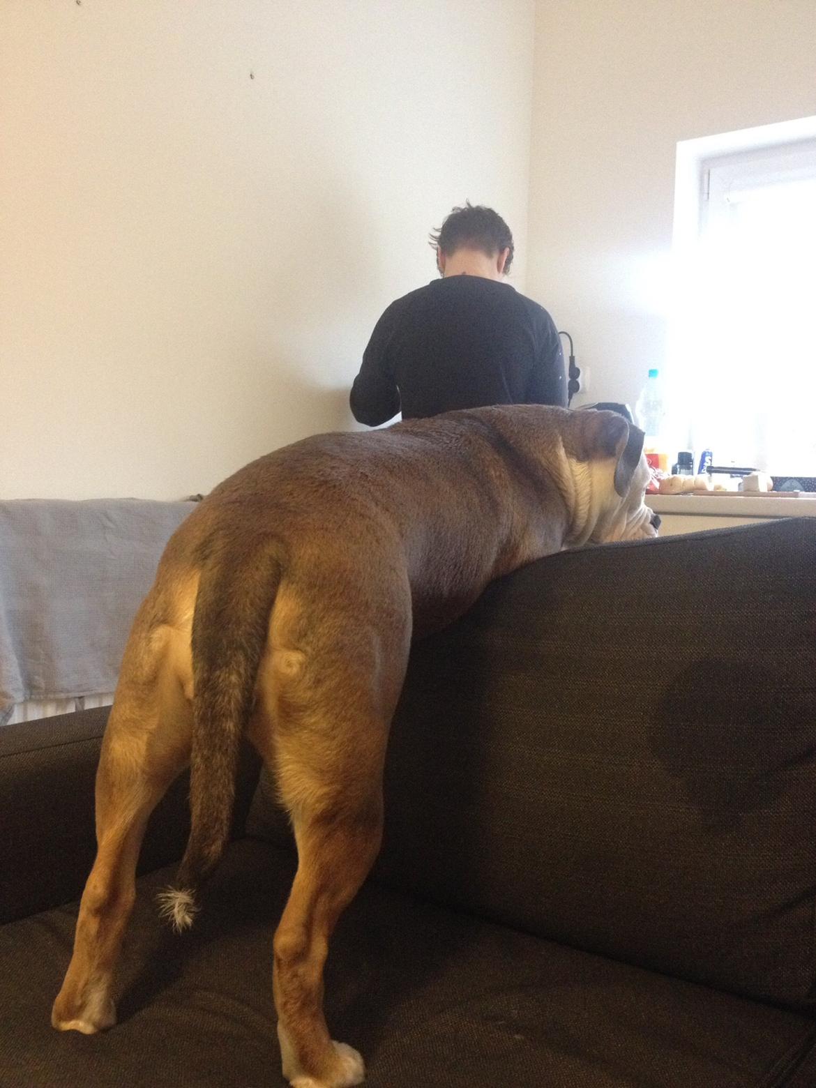 Olde english bulldogge Fiona, født: Alcapones Bella billede 5