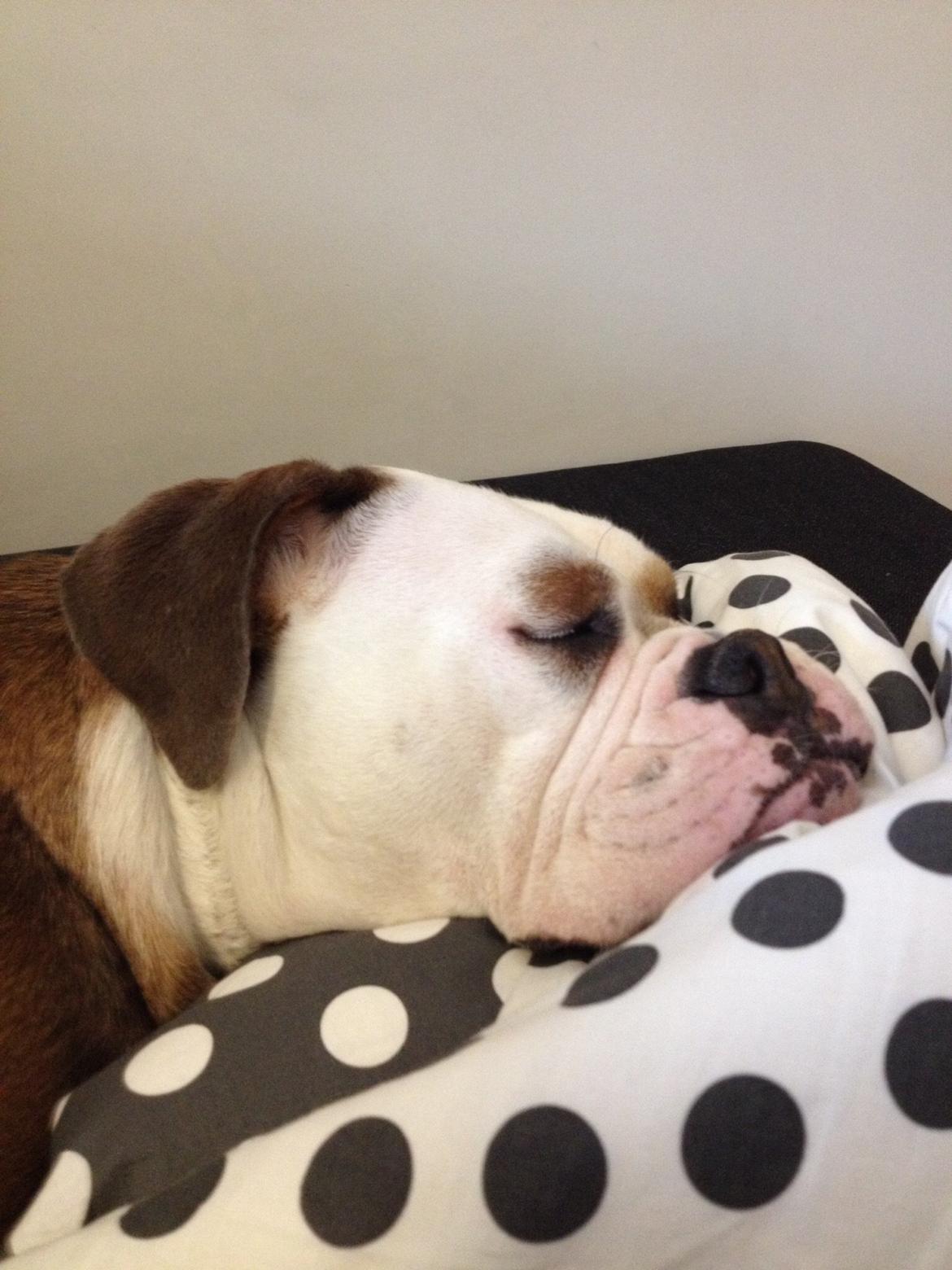 Olde english bulldogge Fiona, født: Alcapones Bella billede 6