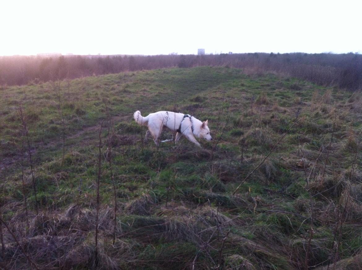 Blanding af racer Cuba, Malamute / hvid schæfer / Samojedhund - 24 uger billede 39