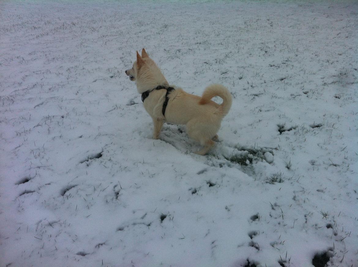 Blanding af racer Cuba, Malamute / hvid schæfer / Samojedhund - 25 uger, min første sne billede 40