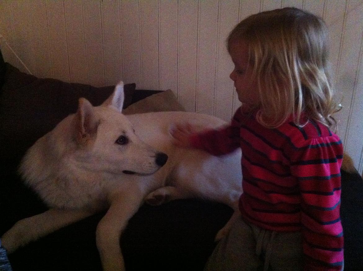 Blanding af racer Cuba, Malamute / hvid schæfer / Samojedhund - 26 uger er lige blevet teenager :) billede 42