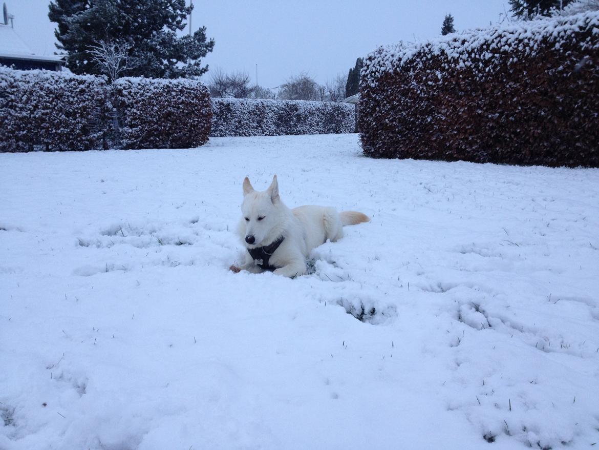 Blanding af racer Cuba, Malamute / hvid schæfer / Samojedhund - 25 uger billede 41