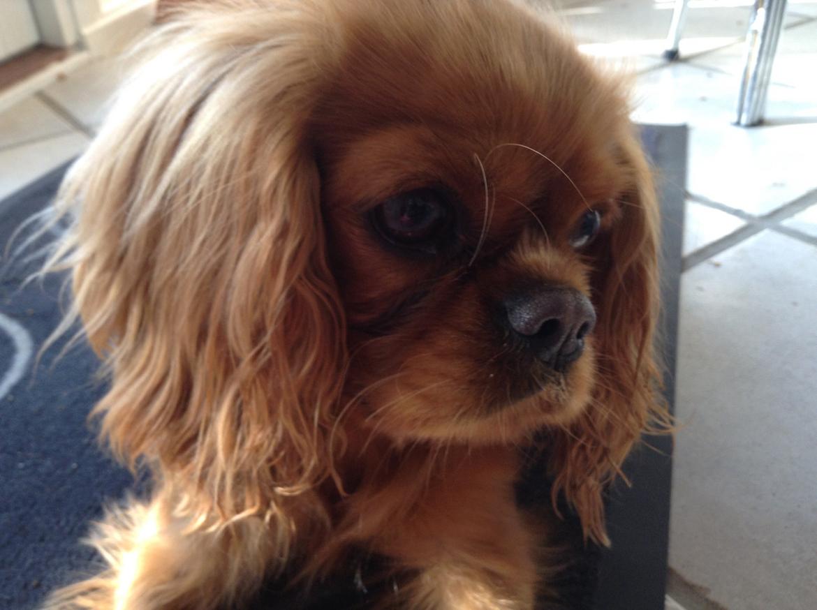 Cavalier king charles spaniel Wilma billede 15