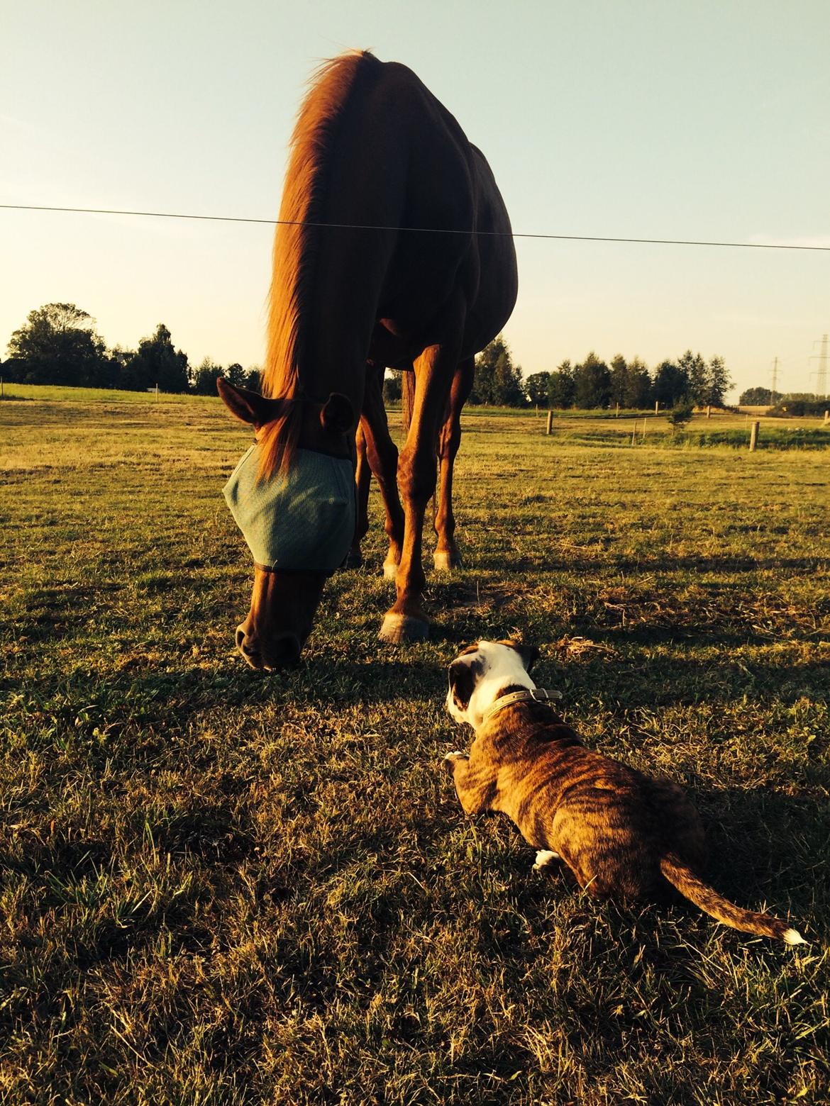 Olde english bulldogge Milbakkens helmut ( Chico ) billede 15