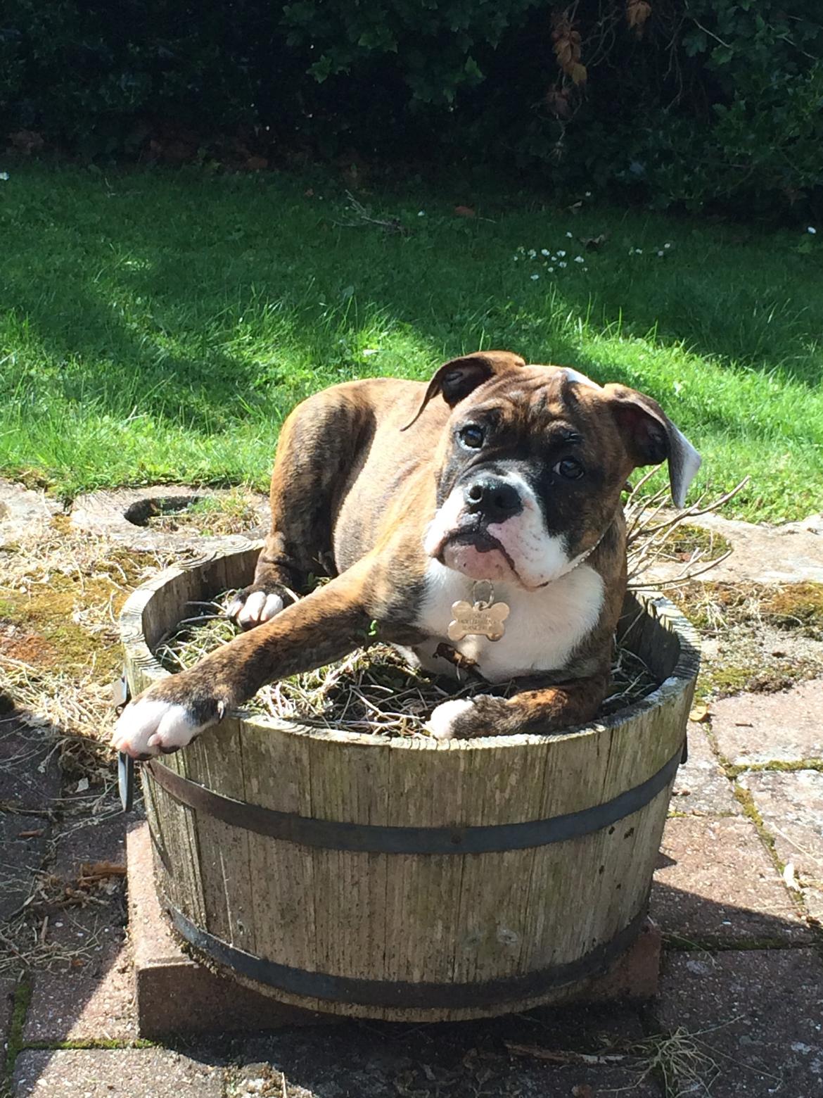 Olde english bulldogge Milbakkens helmut ( Chico ) billede 16