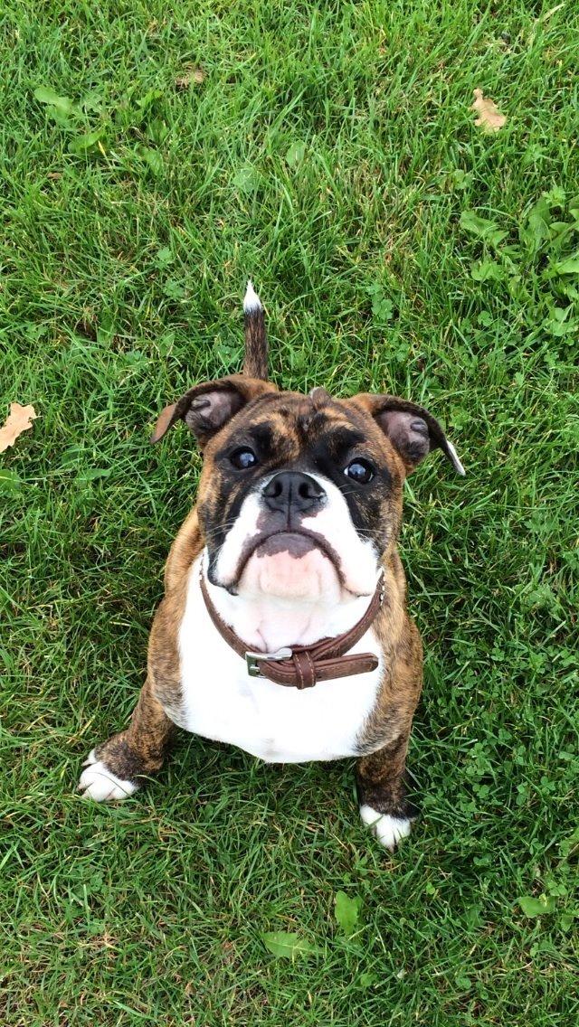 Olde english bulldogge Milbakkens helmut ( Chico ) billede 18