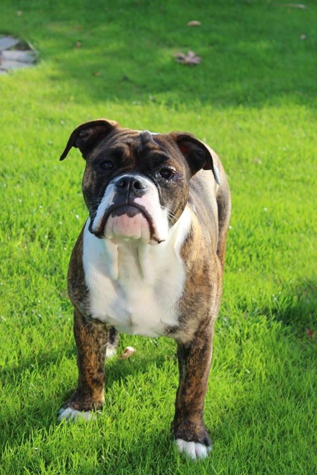 Olde english bulldogge Milbakkens helmut ( Chico ) billede 19