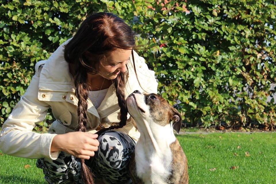 Olde english bulldogge Milbakkens helmut ( Chico ) billede 20