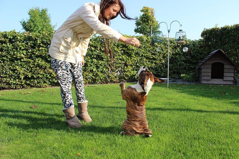 Olde english bulldogge Milbakkens helmut ( Chico ) billede 21