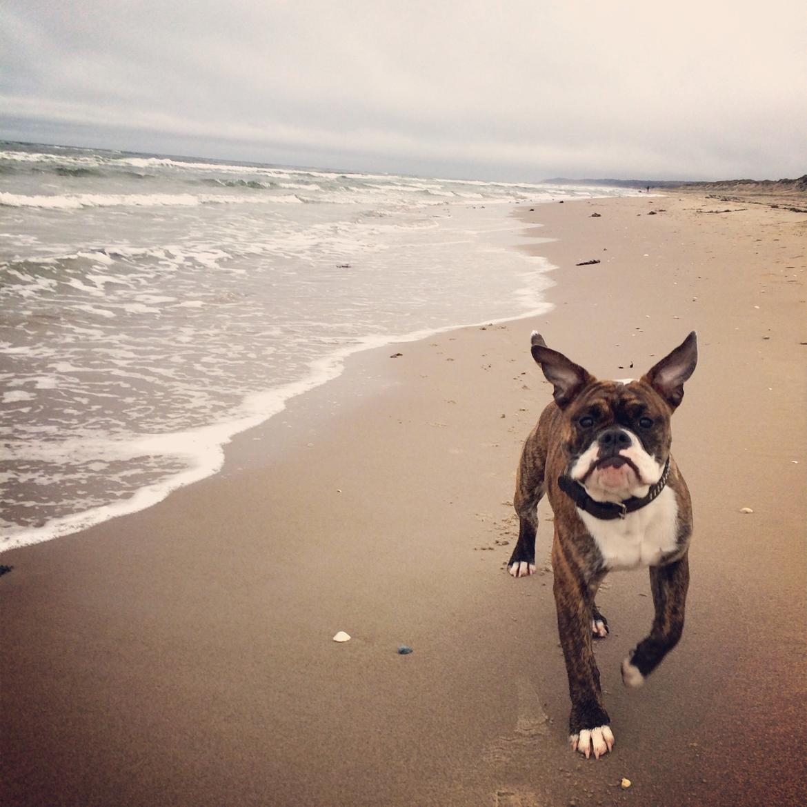 Olde english bulldogge Milbakkens helmut ( Chico ) billede 26