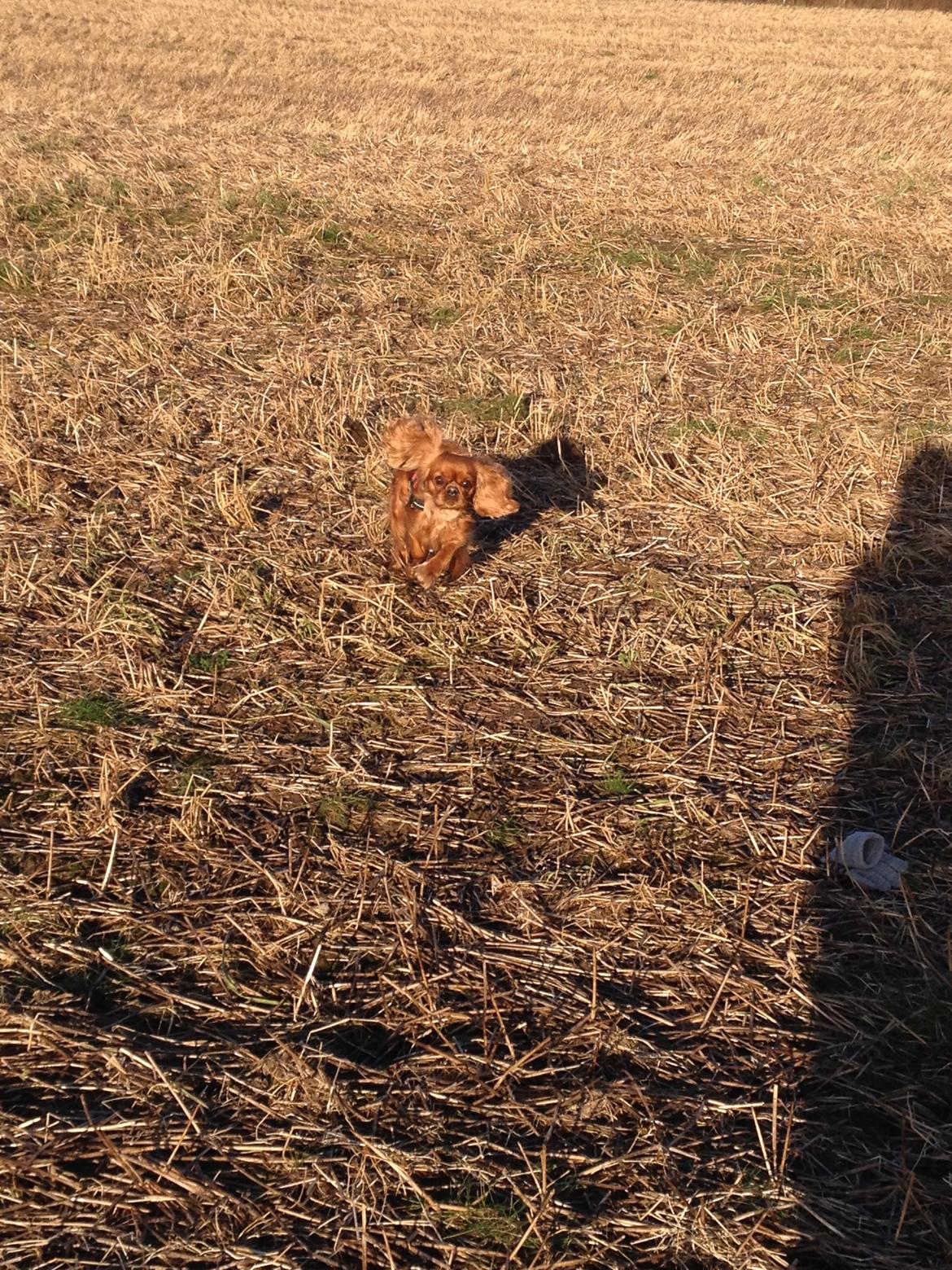 Cavalier king charles spaniel Wilma billede 16