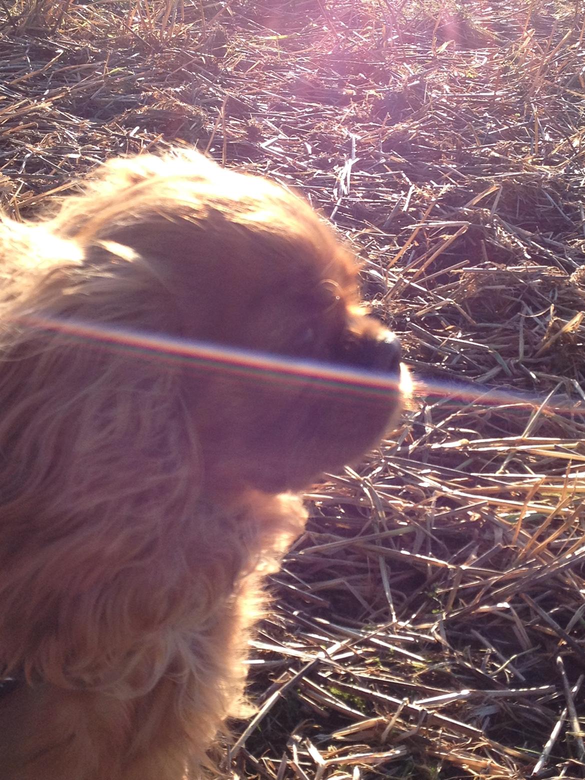 Cavalier king charles spaniel Wilma billede 17