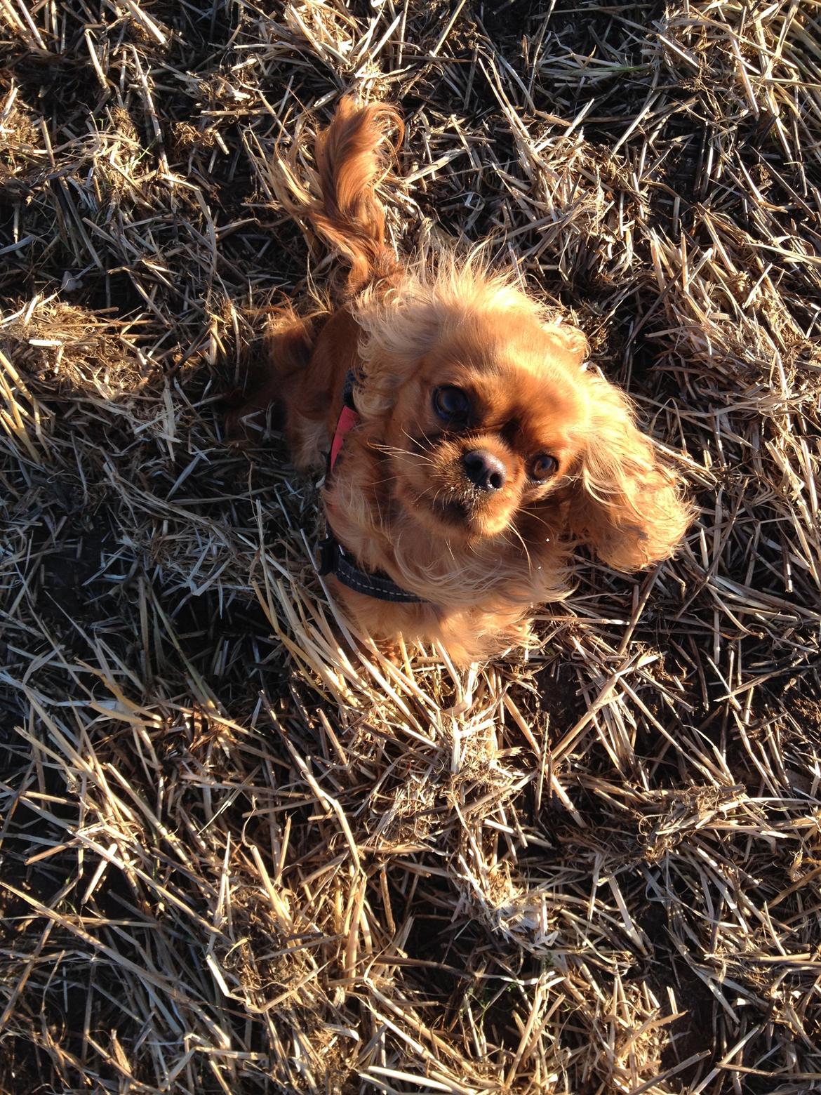 Cavalier king charles spaniel Wilma billede 19
