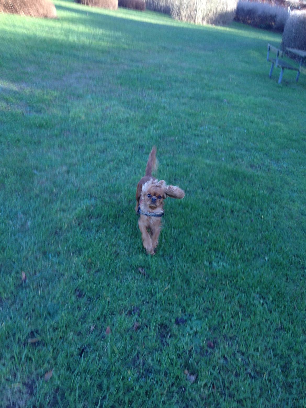 Cavalier king charles spaniel Wilma billede 20