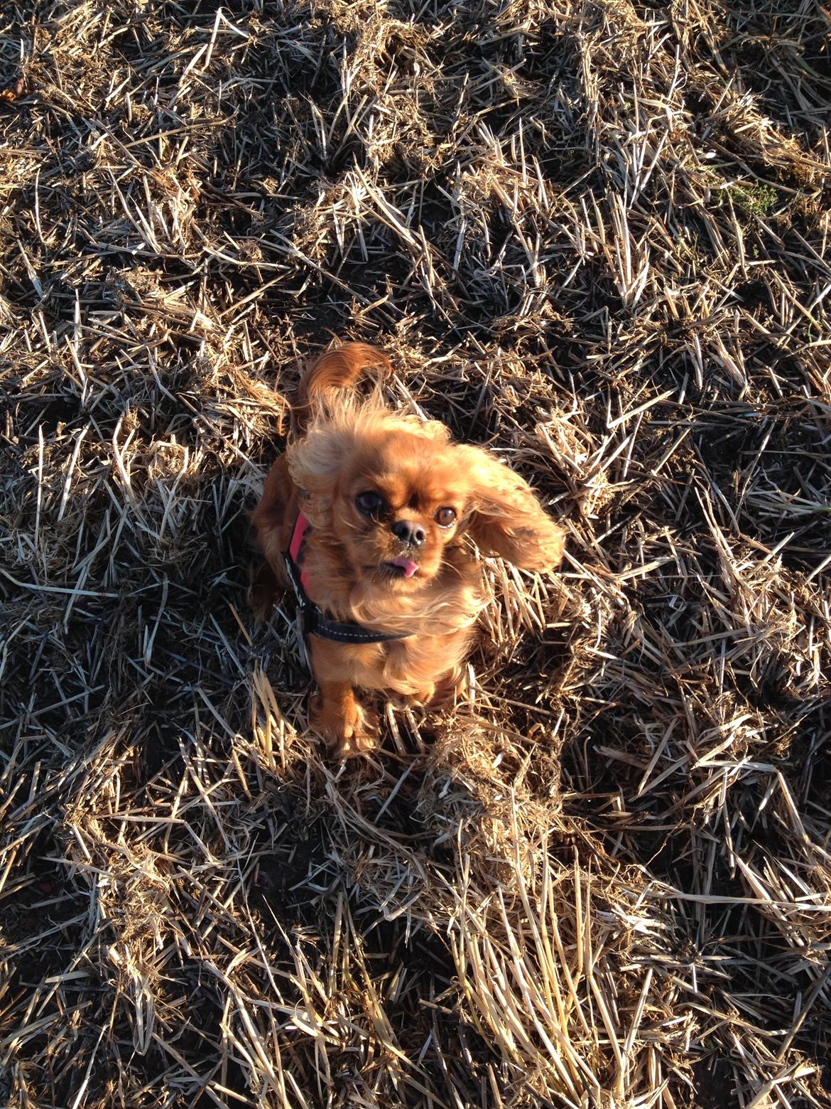 Cavalier king charles spaniel Wilma billede 18
