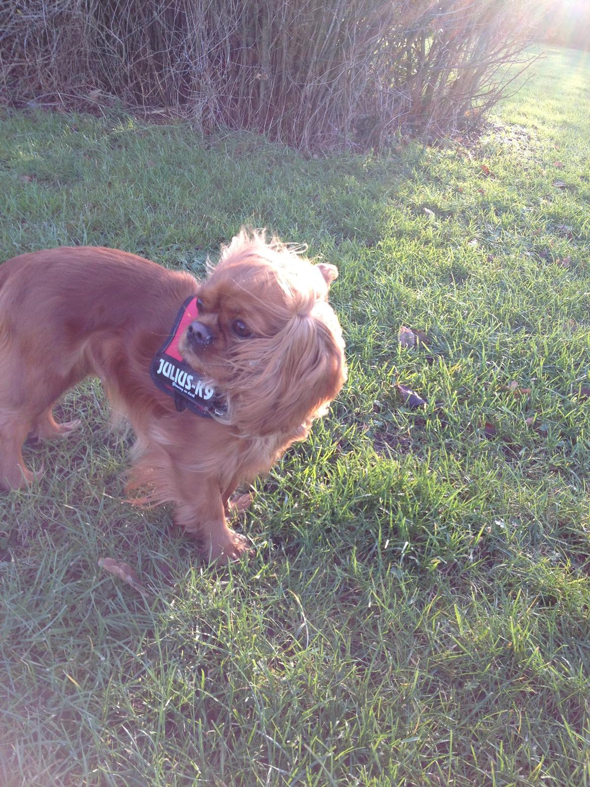 Cavalier king charles spaniel Wilma billede 21