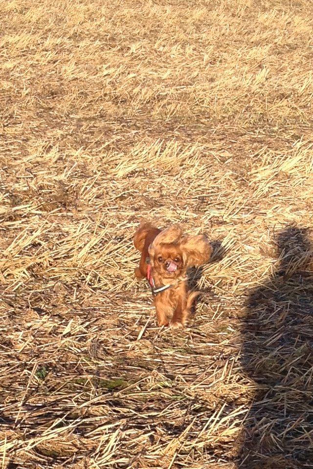 Cavalier king charles spaniel Wilma billede 22