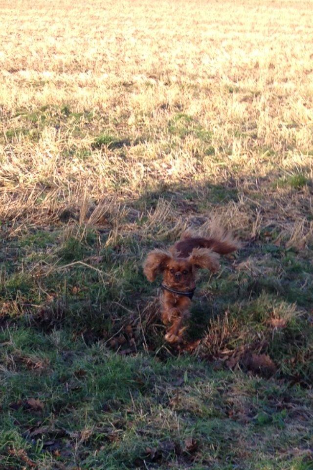 Cavalier king charles spaniel Wilma billede 23