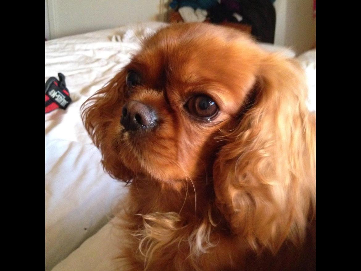 Cavalier king charles spaniel Wilma billede 4