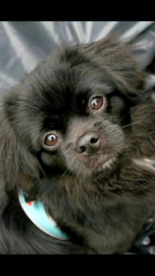 Tibetansk spaniel Holger Aros billede 1