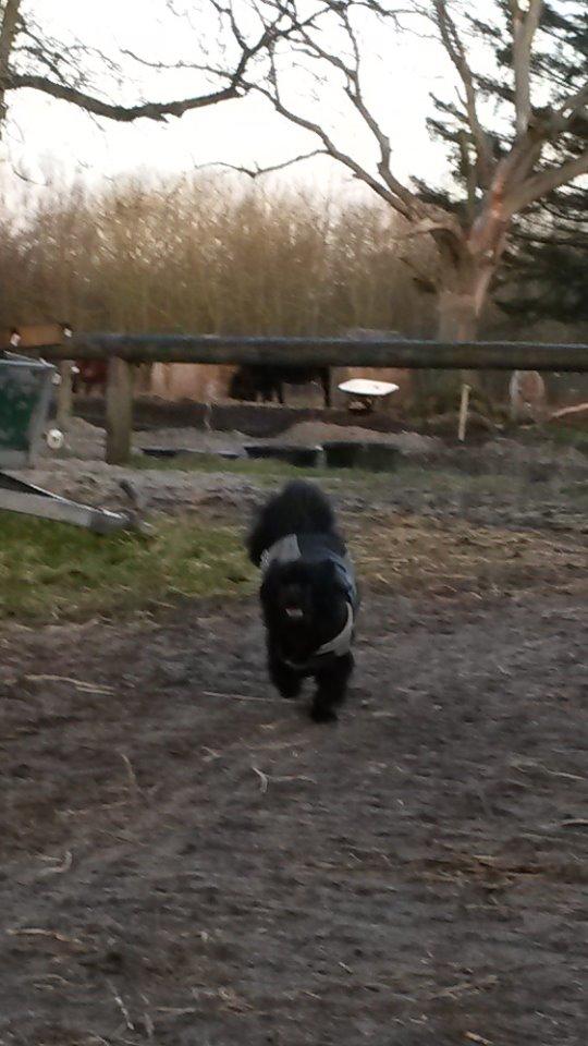 Tibetansk spaniel Holger Aros billede 9