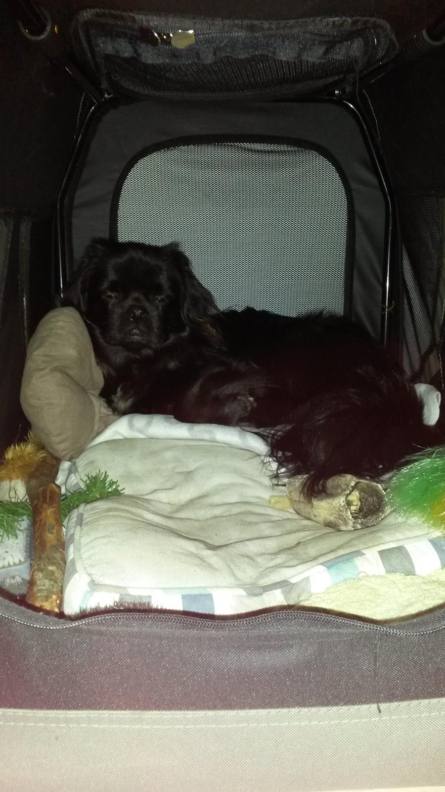 Tibetansk spaniel Holger Aros billede 3