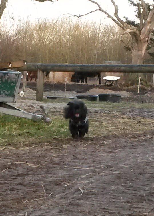 Tibetansk spaniel Holger Aros billede 5