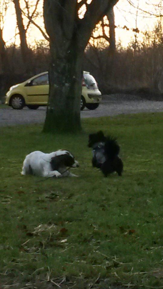 Tibetansk spaniel Holger Aros billede 7