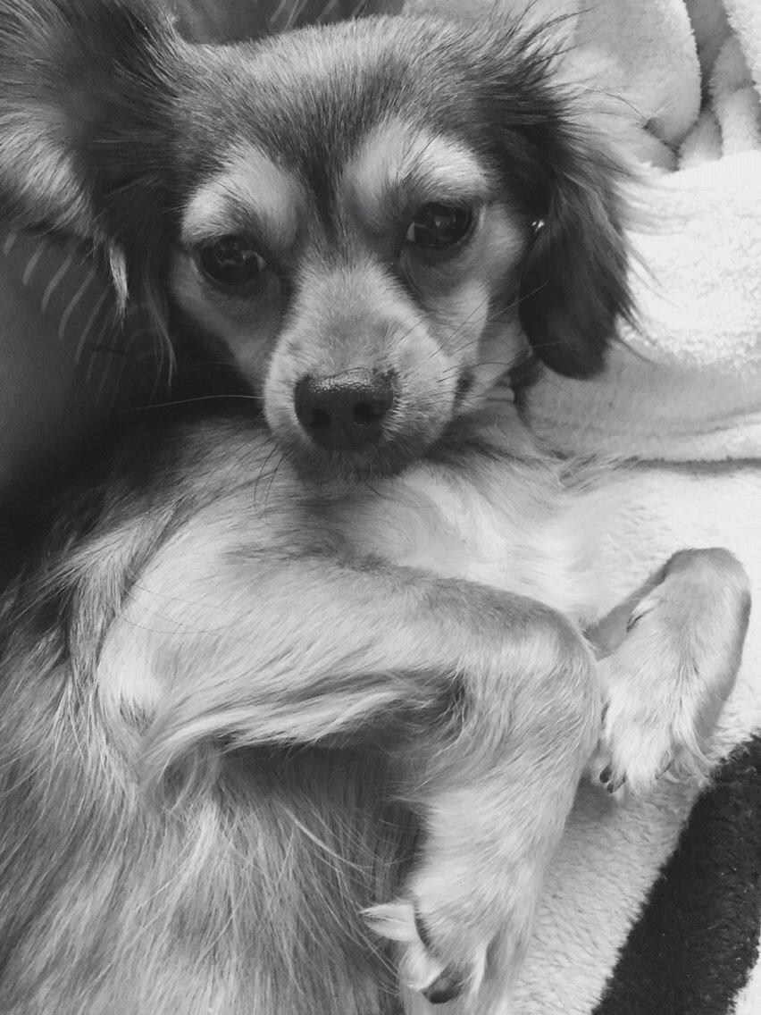 Blanding af racer Luna billede 44