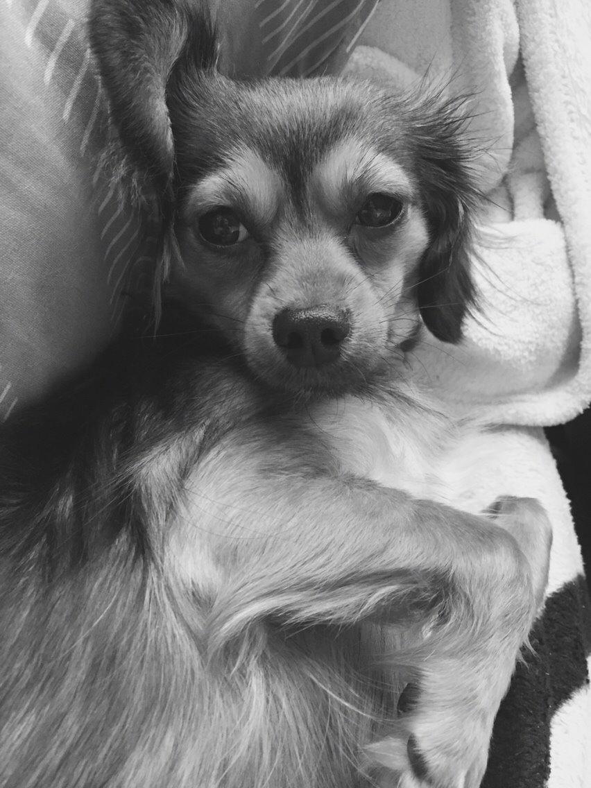 Blanding af racer Luna billede 45