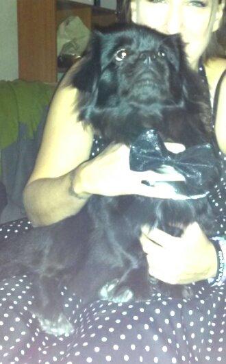 Tibetansk spaniel Holger Aros billede 4