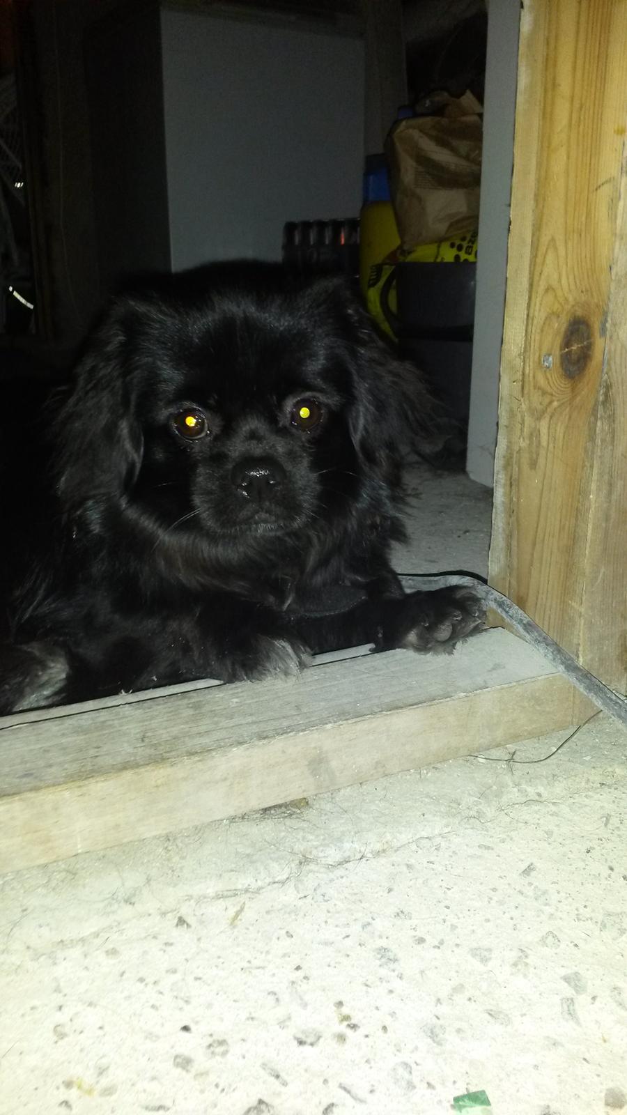 Tibetansk spaniel Holger Aros billede 8