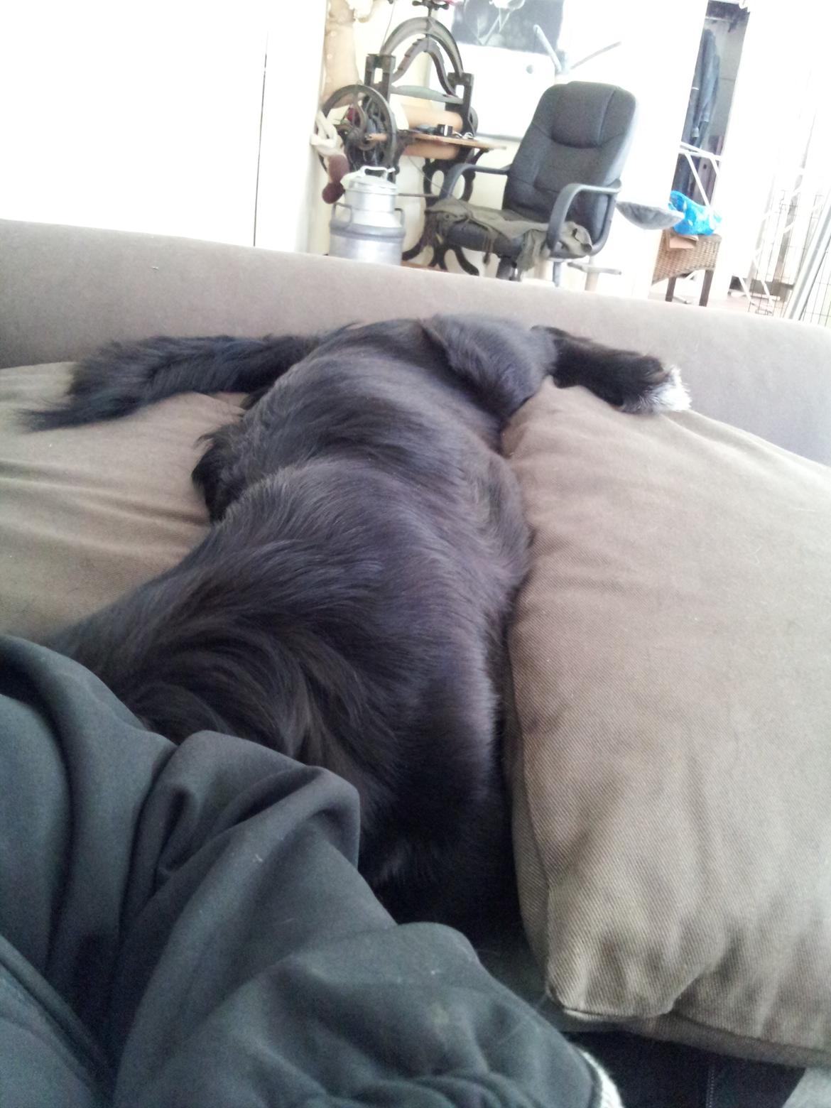 Tibetansk spaniel Holger Aros billede 6