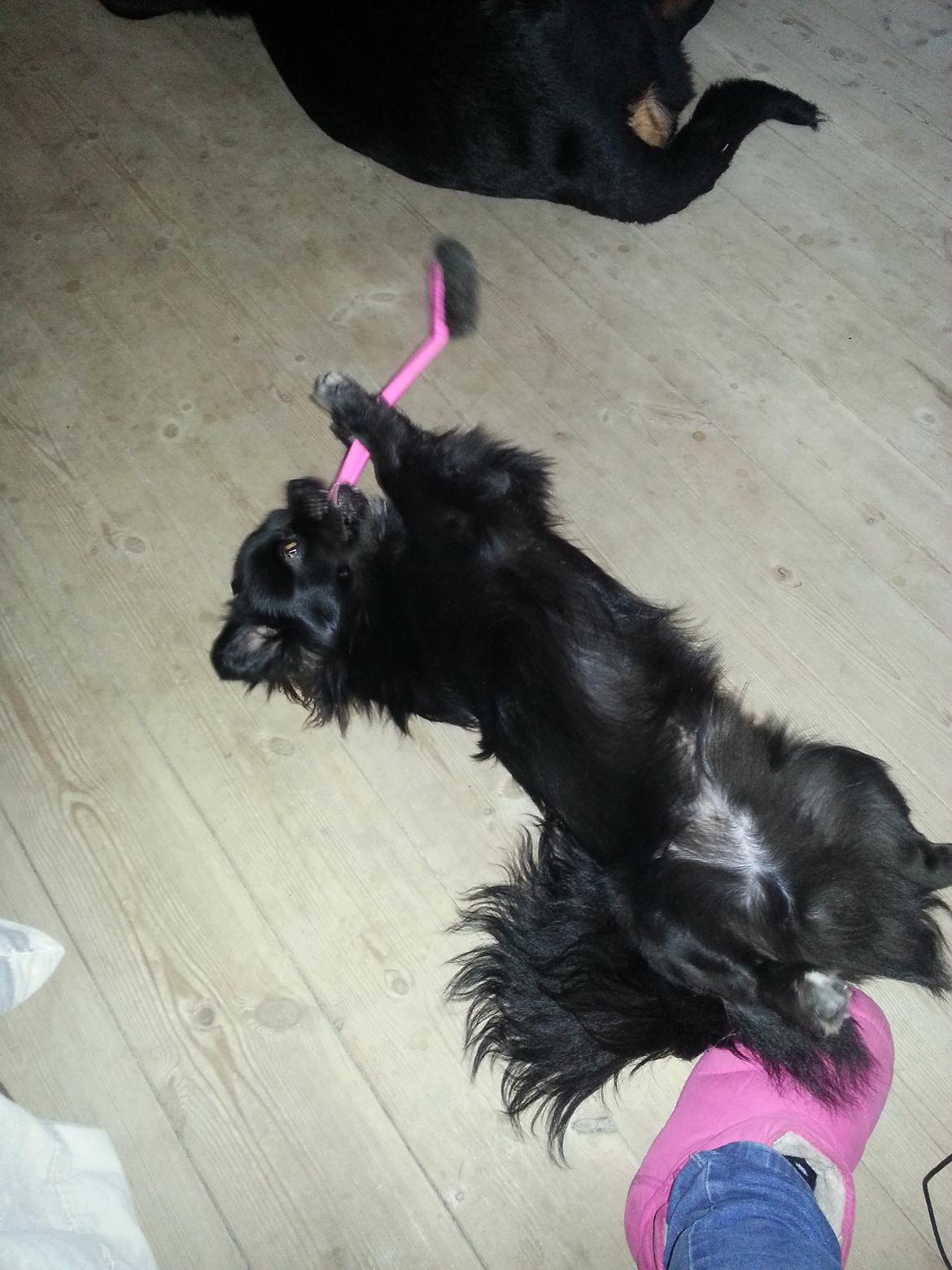 Tibetansk spaniel Holger Aros billede 2