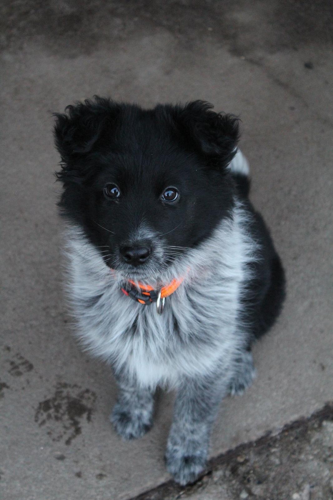 Blanding af racer Ellie billede 24