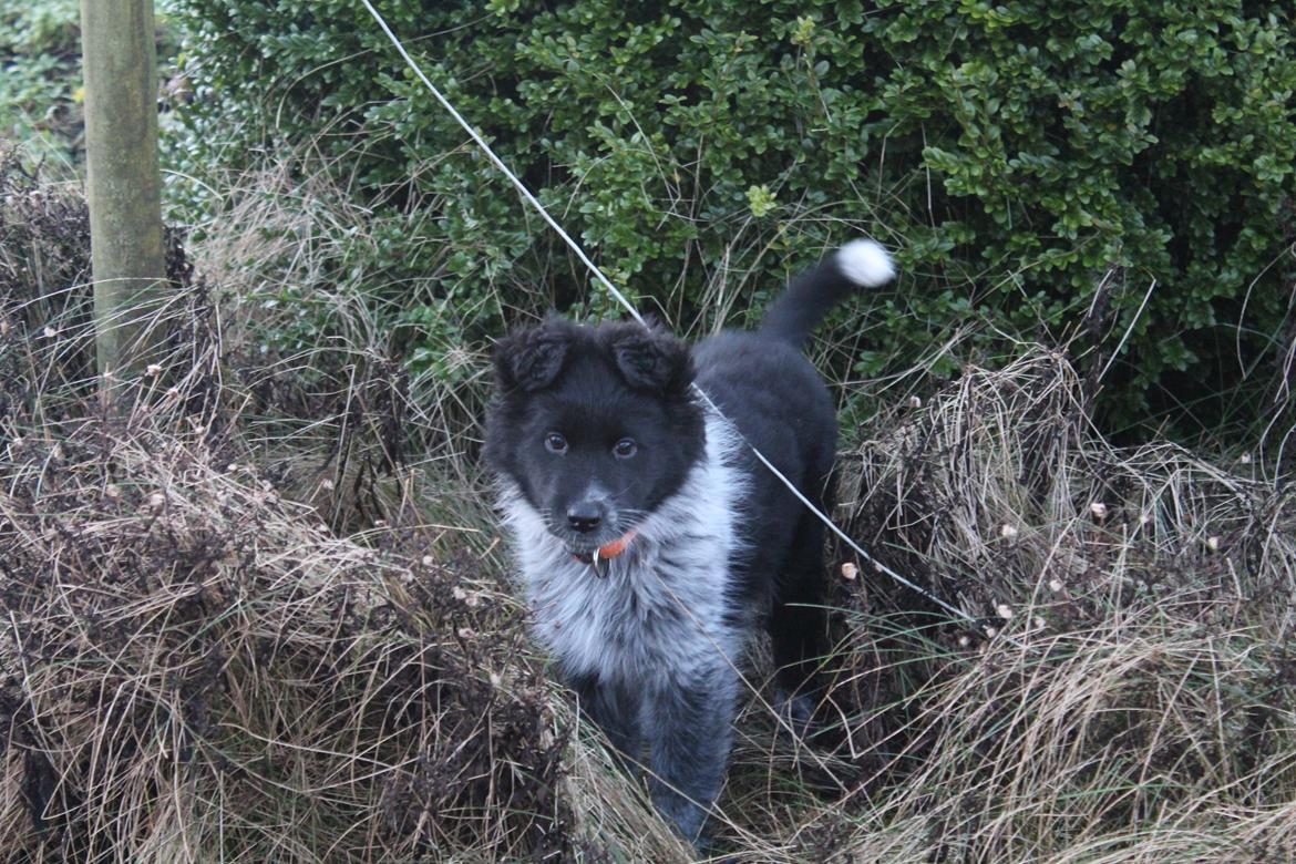 Blanding af racer Ellie billede 25