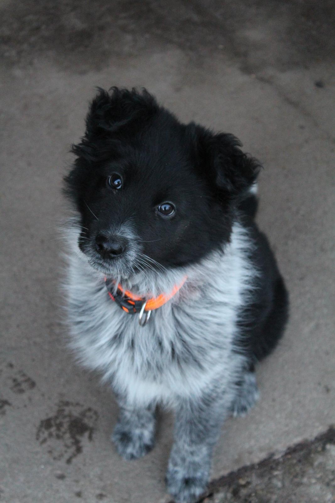 Blanding af racer Ellie billede 13