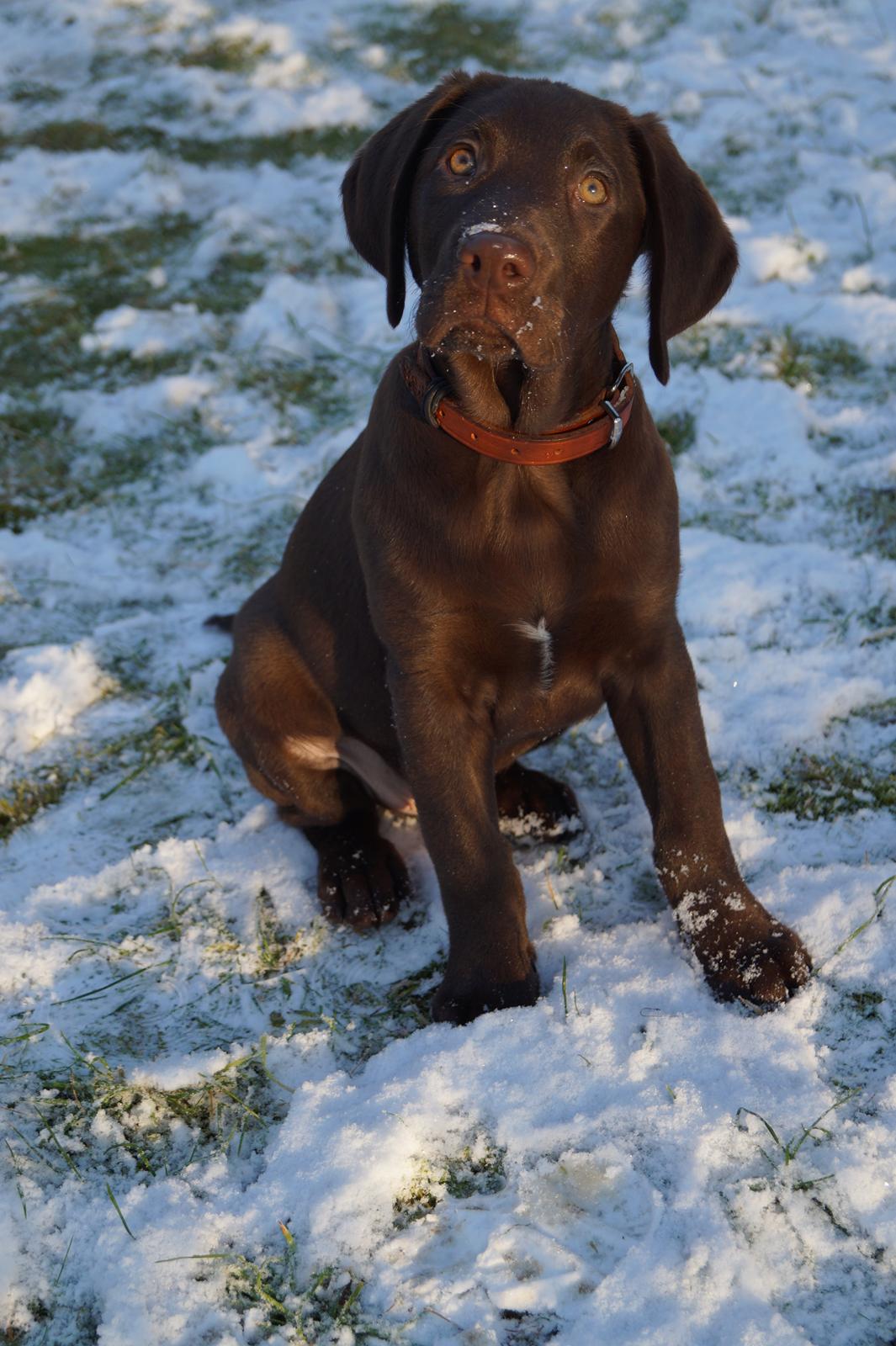 Labrador retriever Aslan *-Bor hos hans hundefar-* billede 15