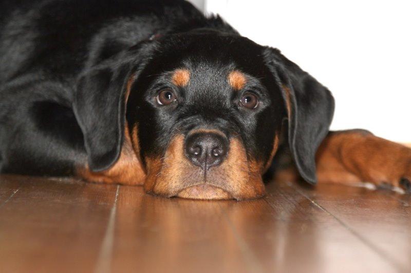 Rottweiler Vindelsbo Imilla - Kaldenavn Asrah billede 10