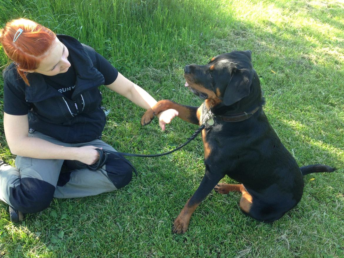 Rottweiler Vindelsbo Imilla - Kaldenavn Asrah billede 8