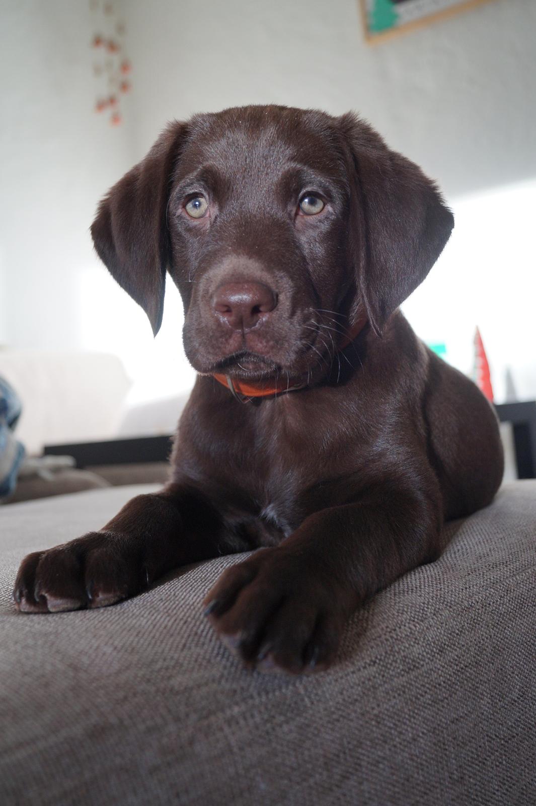 Labrador retriever Aslan *-Bor hos hans hundefar-* billede 16