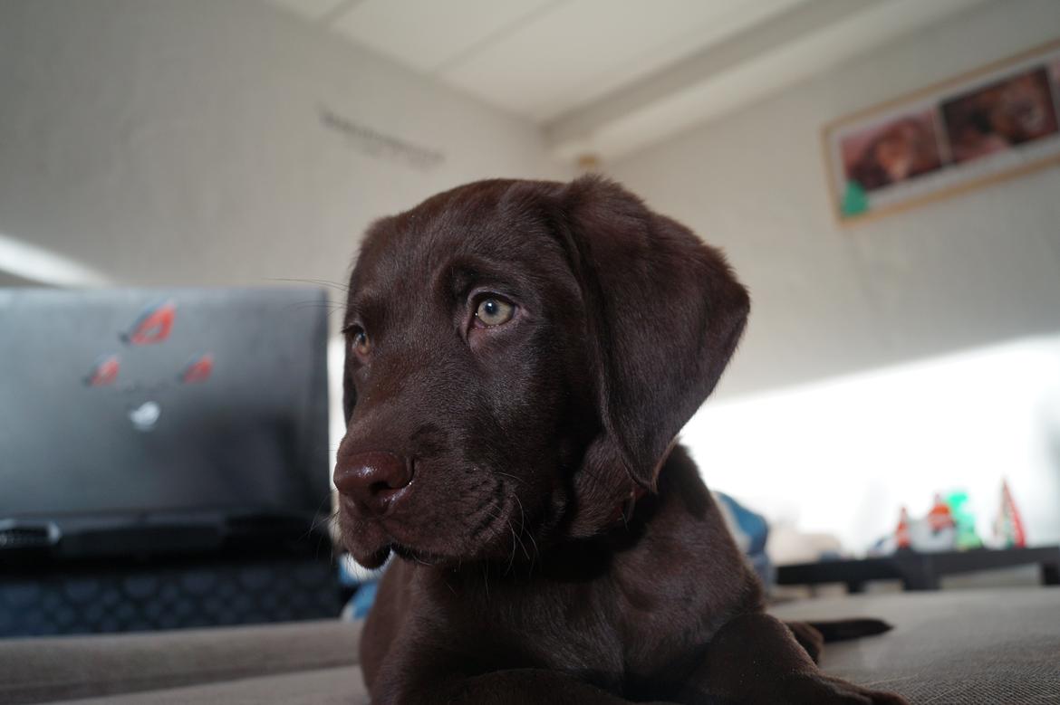 Labrador retriever Aslan *-Bor hos hans hundefar-* billede 17