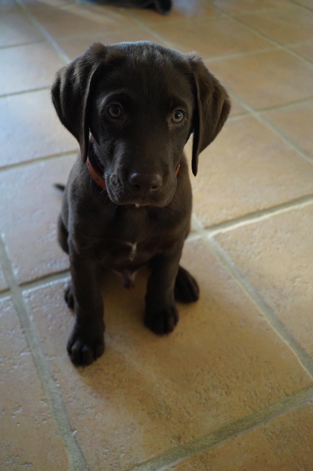 Labrador retriever Aslan *-Bor hos hans hundefar-* billede 18