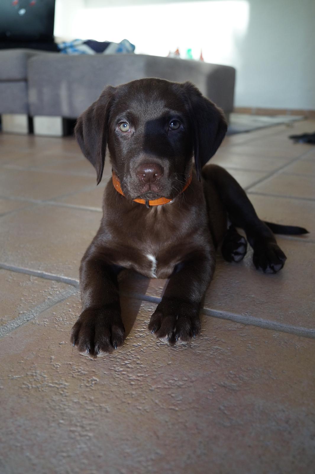 Labrador retriever Aslan *-Bor hos hans hundefar-* billede 19