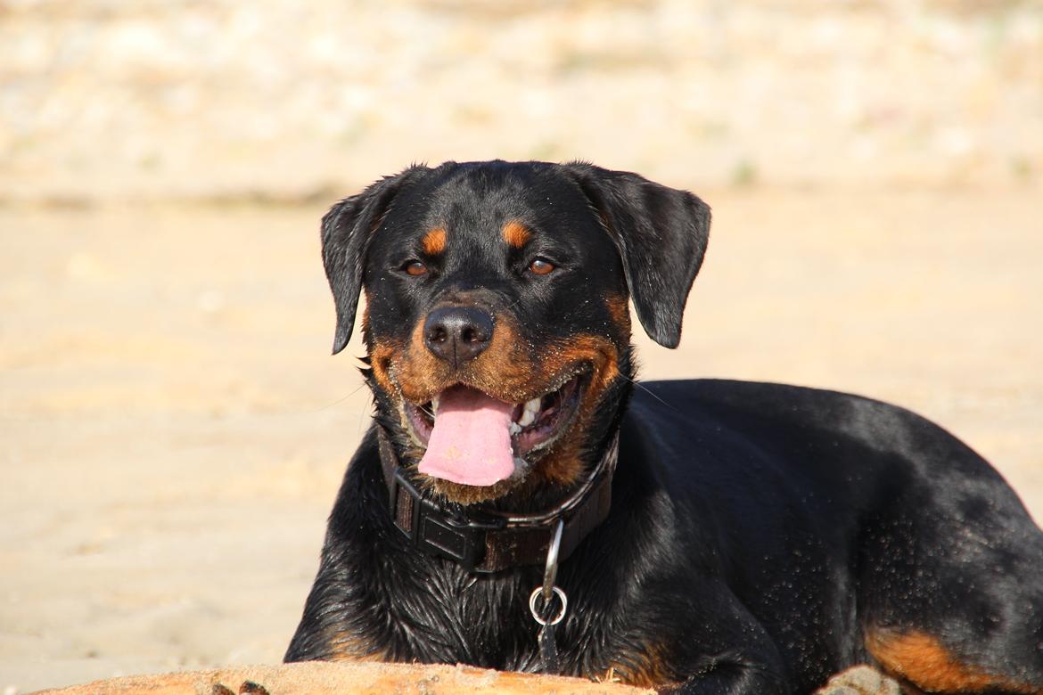 Rottweiler Vindelsbo Imilla - Kaldenavn Asrah billede 1