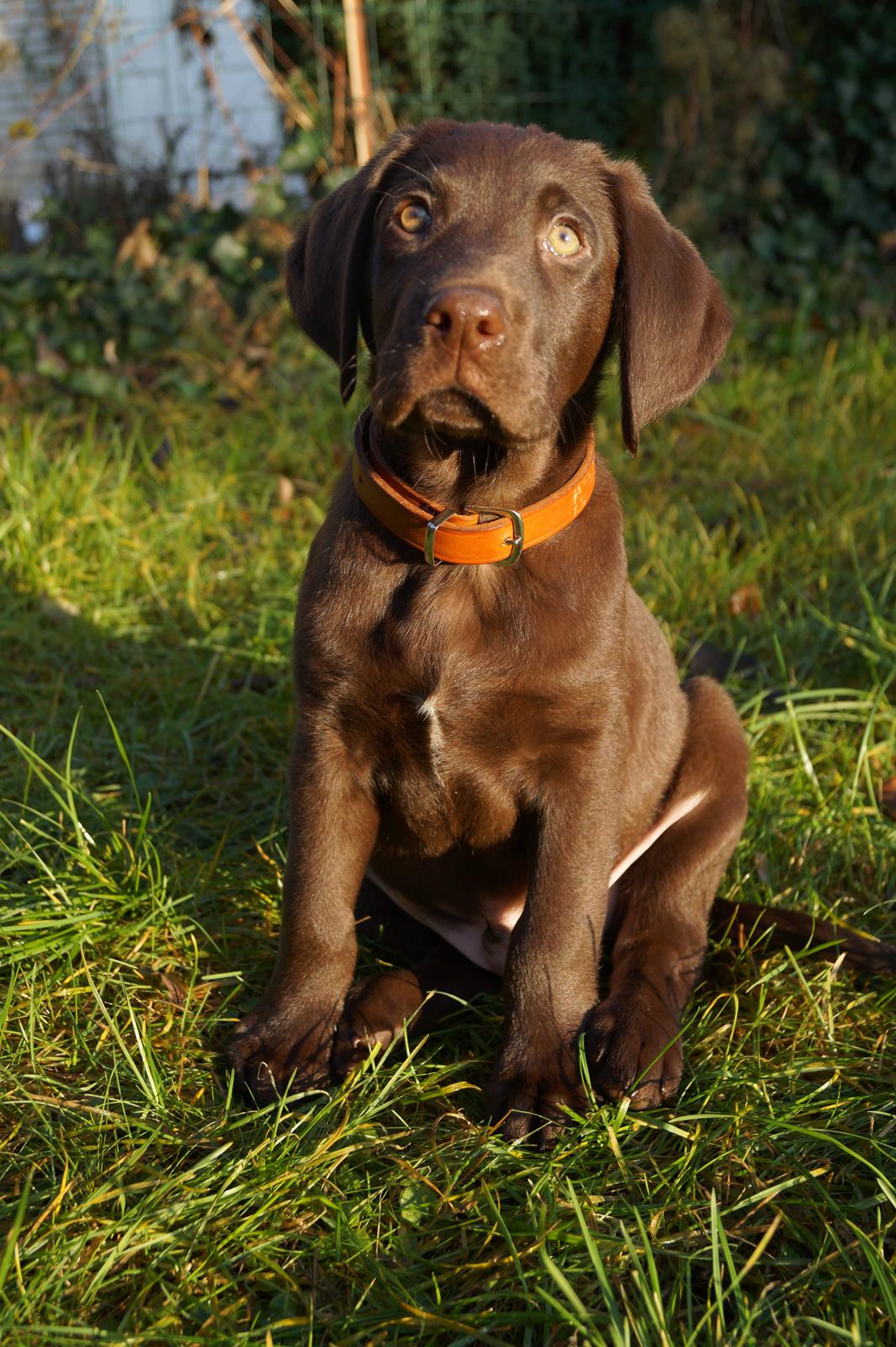 Labrador retriever Aslan *-Bor hos hans hundefar-* billede 20