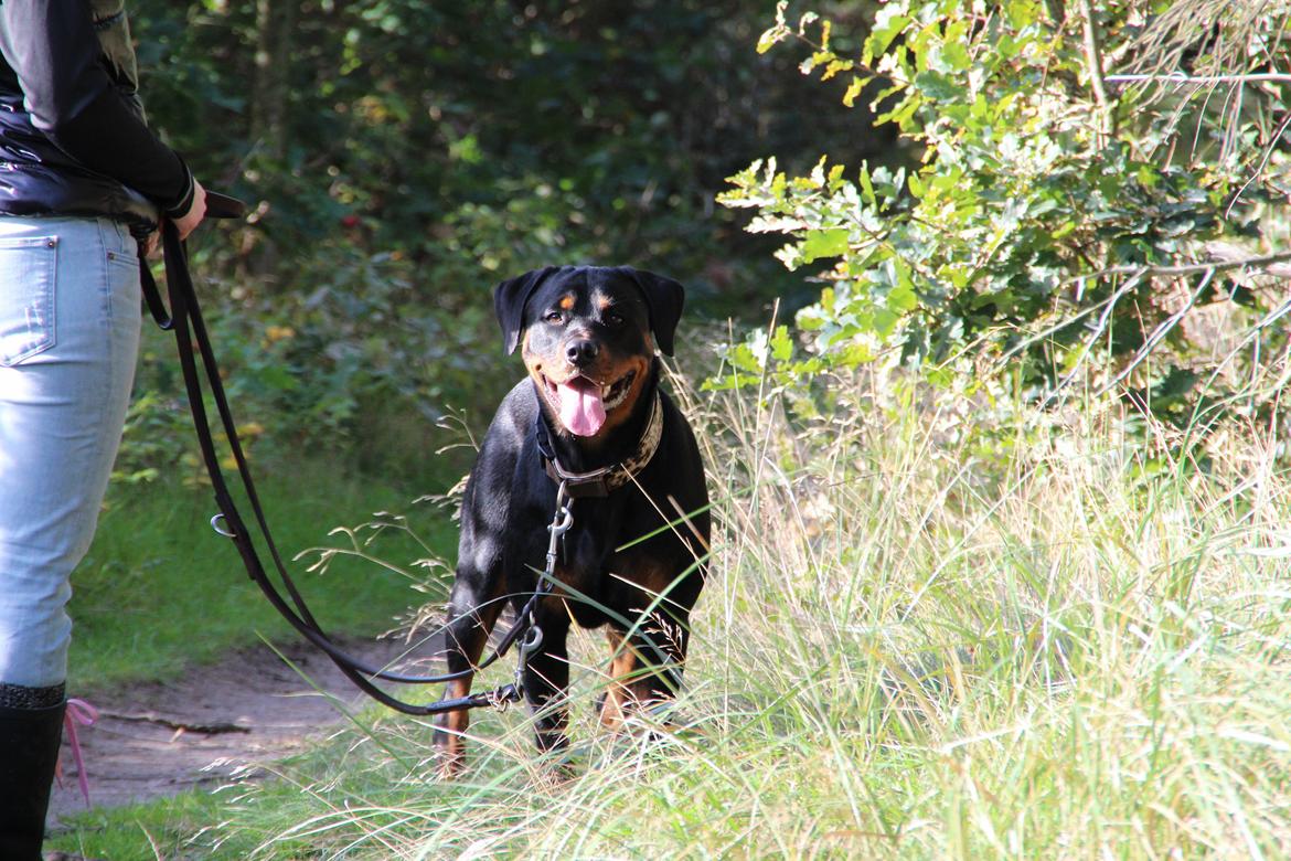 Rottweiler Vindelsbo Imilla - Kaldenavn Asrah billede 2