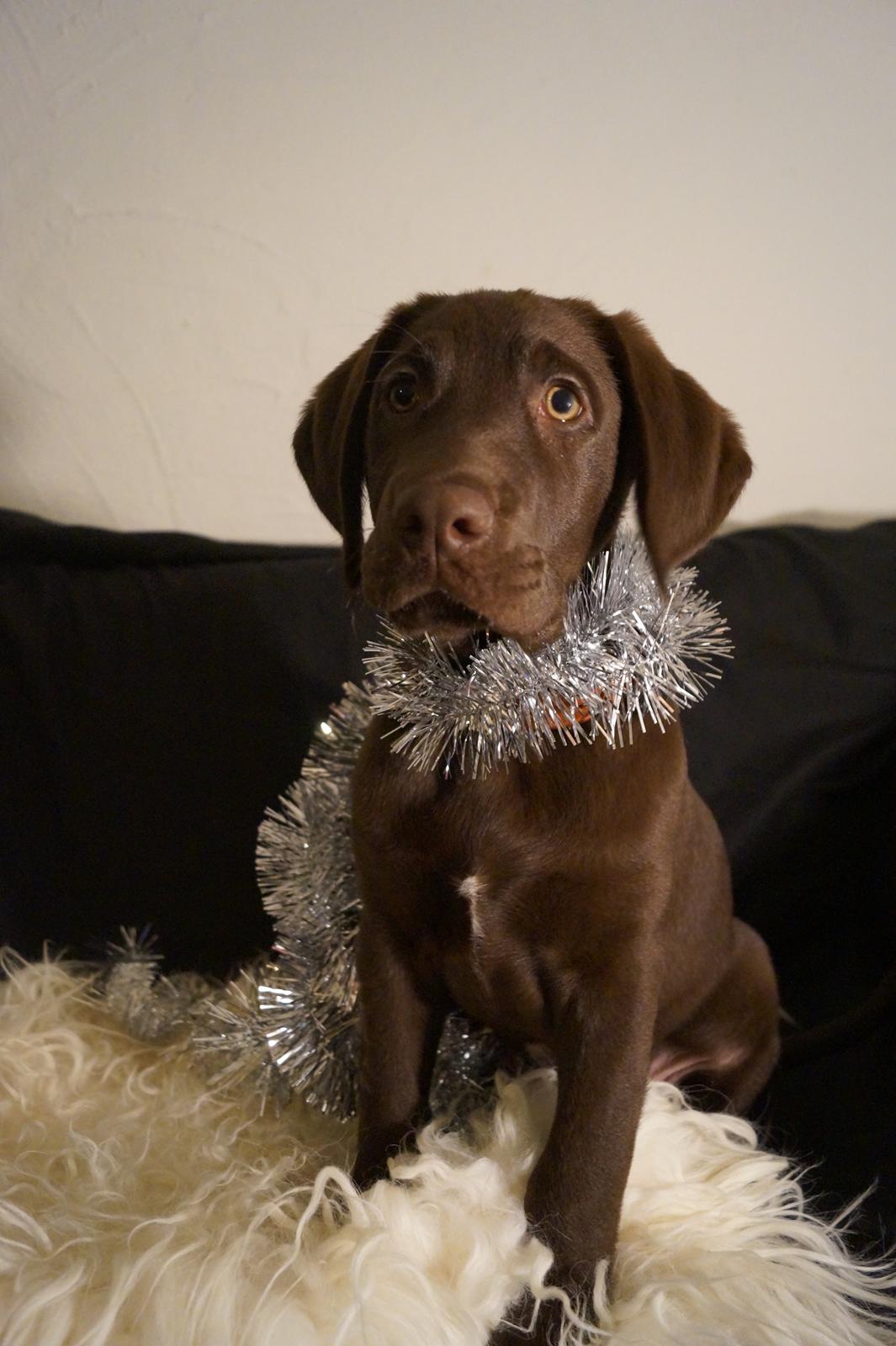 Labrador retriever Aslan *-Bor hos hans hundefar-* billede 21